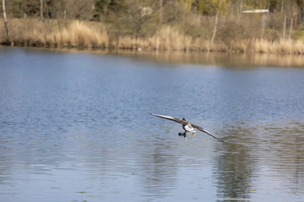 Качка літає природа весняна вода життя озеро тепле — стокове фото