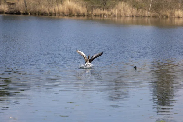 Anatra volare natura primavera acqua vita lago caldo — Foto Stock