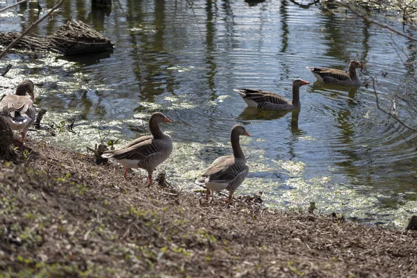 Wild gray geese walking on grass near by a little river — Stock Photo, Image