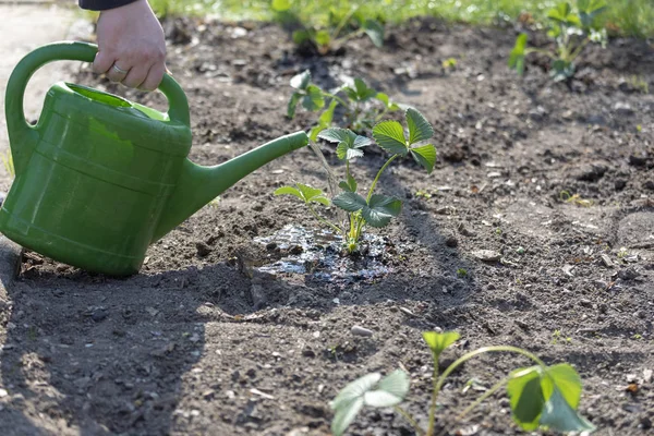 In primavera irrigazione mano pianta di fragole con poco irrigazione — Foto Stock