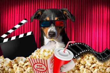 soda ile bir sinema tiyatro bir film izlerken appenzeller köpek 