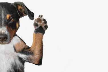 Metin için oda ile büyütmek bir köpeğin pençe closeup
