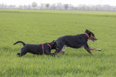 Açık havada bir Labrador mix köpekle çalıştırmak Appenzeller dağ köpek