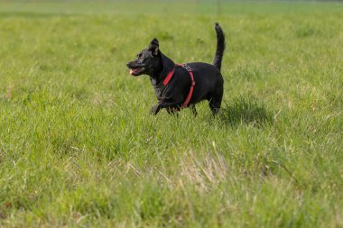 Küçük bir siyah koş köpek açık havada yeşil çim. Köpek bir karışımıdır