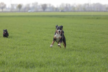 Yeşil çimenlerin üzerinde çalışan Appenzell büyükbaş hayvan köpek