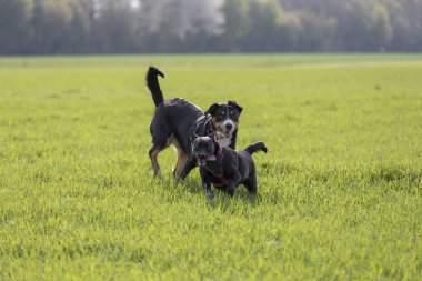 Açık havada bir Labrador mix köpekle çalıştırmak Appenzeller dağ köpek