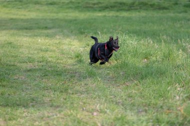 Küçük bir siyah koş köpek açık havada yeşil çim. Köpek bir karışımıdır