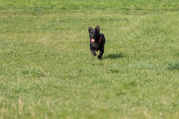 Um cão preto corre ao ar livre em relva verde. O cão é uma mistura — Fotografia de Stock