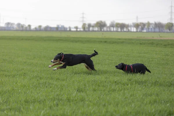 Appenzeller Mountain dog run com um cachorro Labrador mix ao ar livre — Fotografia de Stock