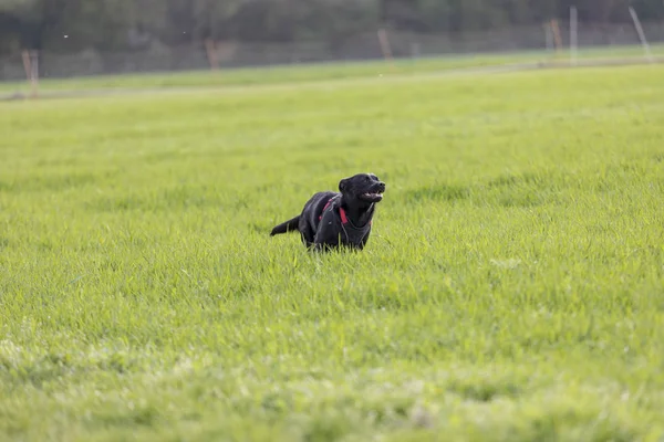 Un perrito negro corriendo al aire libre en hierba verde. El perro es una mezcla — Foto de Stock