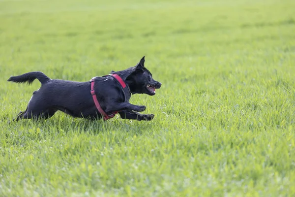 Um cão preto corre ao ar livre em relva verde. O cão é uma mistura — Fotografia de Stock