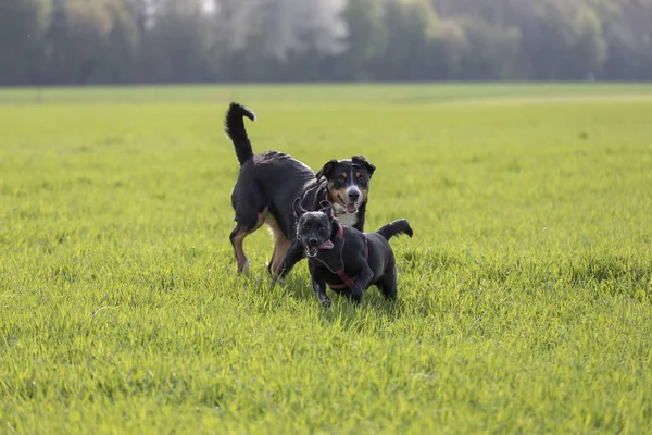 Pies pasterski Appenzeller biegać rezygnować na zewnątrz pewien szczeniak Labrador mix — Zdjęcie stockowe