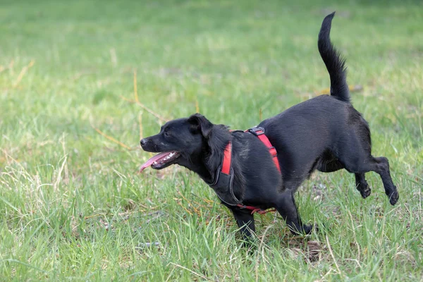Un perrito negro corriendo al aire libre en hierba verde. El perro es una mezcla — Foto de Stock