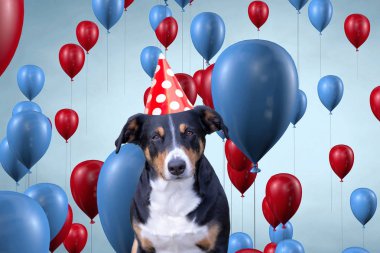 Doğum günü partisi, Appenzeller senne kutluyor komik sevimli köpek