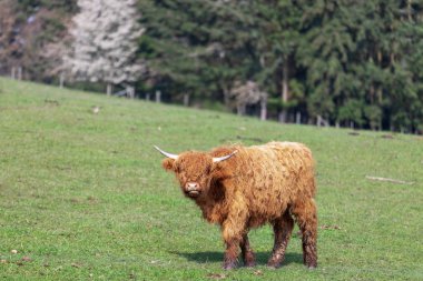 Highland cow cattle in Germany 