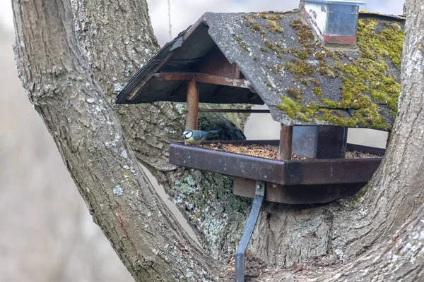 Pimpelmees, Cyanistes caeruleus, Parus caeruleus, bij het birdhaus — Stockfoto