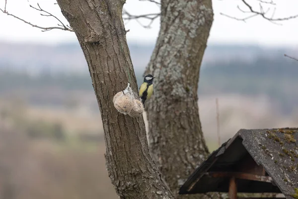 Teta azul, Cyanistes caeruleus, Parus caeruleus, en el birdhaus —  Fotos de Stock