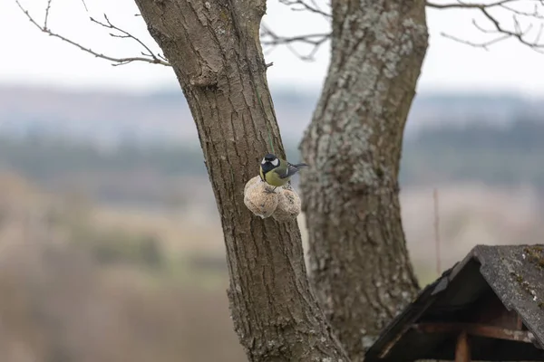 Tetta azzurra, Cyanistes caeruleus, Parus caeruleus, al birdhaus — Foto Stock