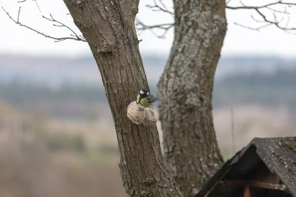 Tetta azzurra, Cyanistes caeruleus, Parus caeruleus, al birdhaus — Foto Stock