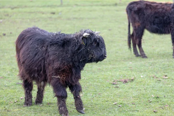 Uvenile vaca serra preta em pé no pasto, retrato de — Fotografia de Stock