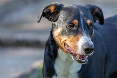Appenzeller Dağ Köpeği, bir köpeğin portresi.