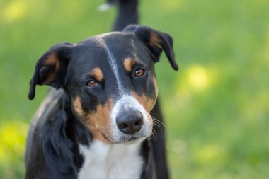 Appenzeller Dağ Köpeği, bir köpeğin portresi.