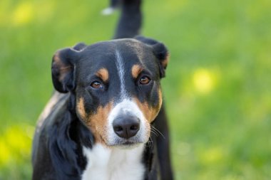 Appenzeller Dağ Köpeği, bir köpeğin portresi.
