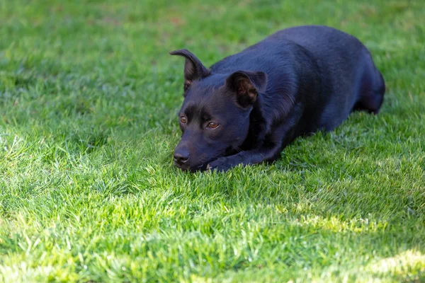 Un petit chien noir à l'extérieur dans de l'herbe verte. Le chien est un o mixte — Photo