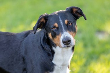 Appenzeller Dağ Köpeği, bir köpeğin portresi.