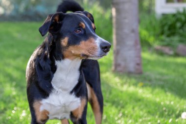 Appenzeller Dağ Köpeği, bir köpeğin portresi.