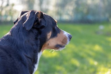 Beyaz üç renkli Appenzeller mounatin köpek purpurebr yan görünümü