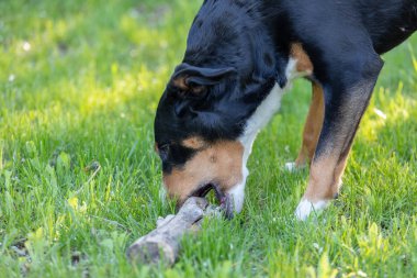 Beyaz üç renkli Appenzeller mounatin köpek purpurebr yan görünümü