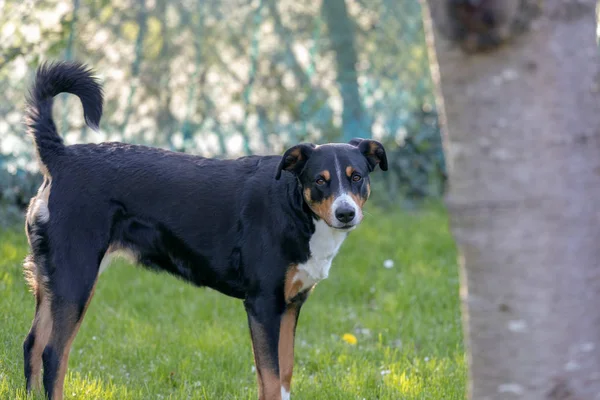 Appenzeller Sennenhund. The dog is standing in the park in sprin — Stock Photo, Image