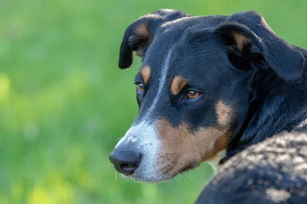 Appenzeller Chien de montagne, portrait d'un chien gros plan — Photo