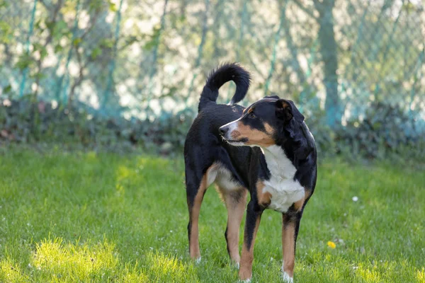 Аппенцеллер Сенненхунд. Собака стоит в парке в спринте — стоковое фото