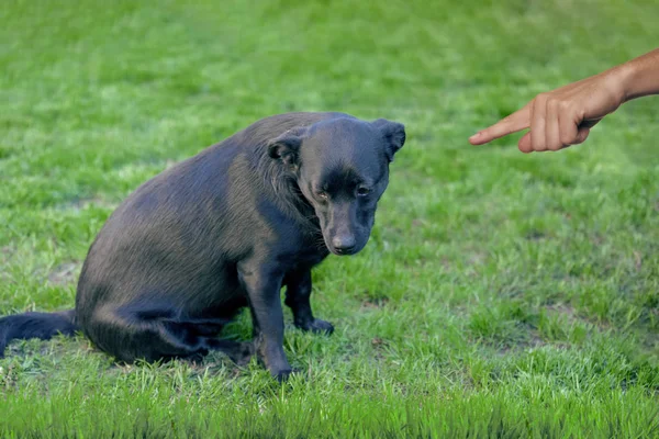 Kötü siyah köpek, onu işaret parmak ile sahibi tarafından iterek — Stok fotoğraf