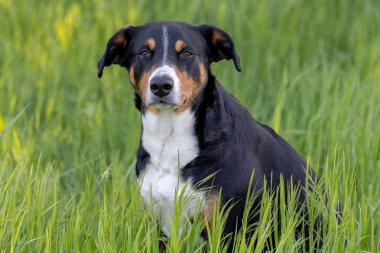 Apenzeller dağ köpeği çimlerin üzerinde oturuyor.