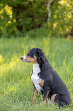 Apenzeller dağ köpeği çimlerin üzerinde oturuyor.