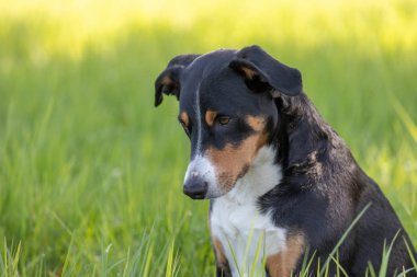 Apenzeller dağ köpeği çimlerin üzerinde oturuyor.