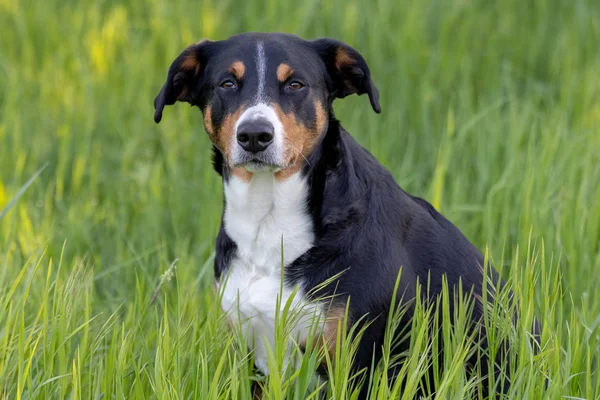Пёс Аппенцеллера сидит в траве на открытом воздухе — стоковое фото