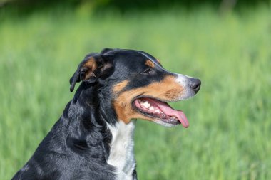 Apenzeller dağ köpeği çimlerin üzerinde oturuyor.