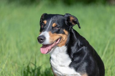 Apenzeller dağ köpeği çimlerin üzerinde oturuyor.