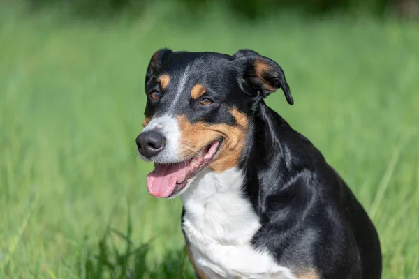 外の草の中に座っている付録の山犬 — ストック写真