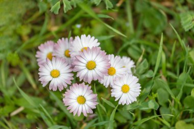 Papatyalar çiçeklenme. Oxeye Daisy, leucanthemum vulgare, papatyalar