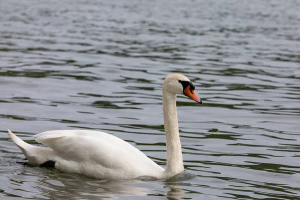 Cisne mudo (Cygnus olor) nadando em água azul com reflexão — Fotografia de Stock