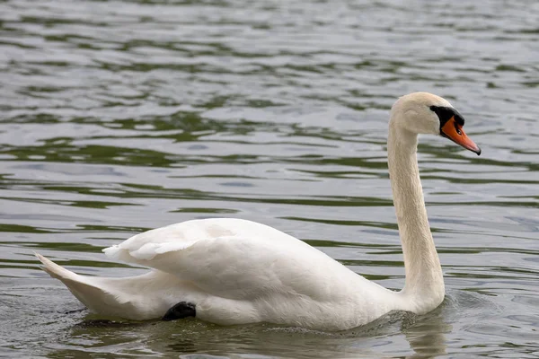 Cisne mudo (Cygnus olor) nadando em água azul com reflexão — Fotografia de Stock