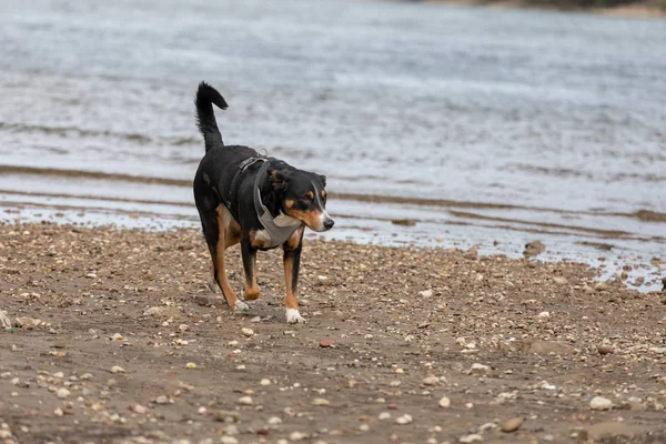 Joven appenzeller perro de montaña jugando en el río — Foto de Stock