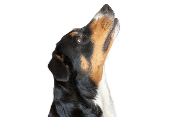 Appenzeller Mountain Dog olhando para cima contra um fundo branco — Fotografia de Stock