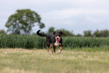 çimüzerinde çalışan bir appenzeller dağ köpeği
