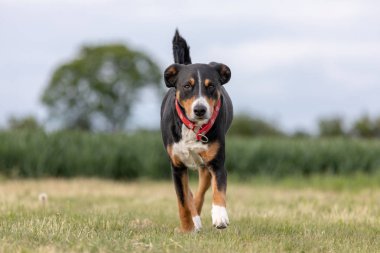 çimüzerinde çalışan bir appenzeller dağ köpeği